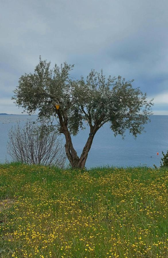 Apartment Trieste M&M Múggia エクステリア 写真